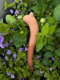 Willy the Water Sensor Worm Large